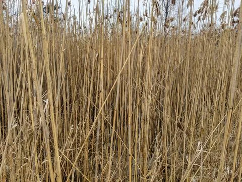 Dense Thicket of Tall Dry Common Reed Phragmites Stalks in Frozen Winter We.. 스톡 사진