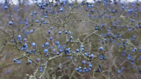 A dense thicket of thorny branches covered in small, round, blue berries. 動画素材 303186057