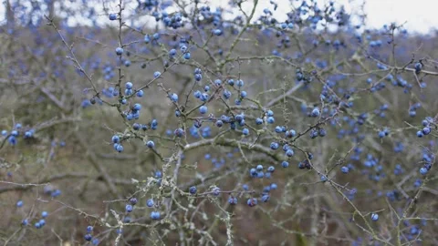 A dense thicket of thorny branches covered in small, round, blue berries. Stock Footage 303597440