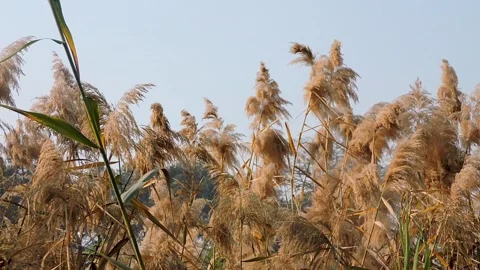 Dense thickets of common reed a type of large perennial grass found in wetla Stock Footage 327363051