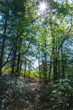 Dense thickets of different types of shrubs and trees in the mountains amon.. Stock Photos