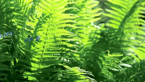 Dense thickets of green grass or fern. close-up. Stock-Footage 133531281
