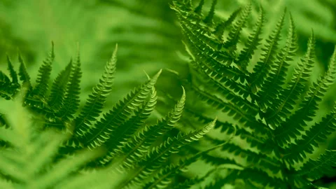 Dense thickets of green grass or fern. close-up. Stock Footage 133531320