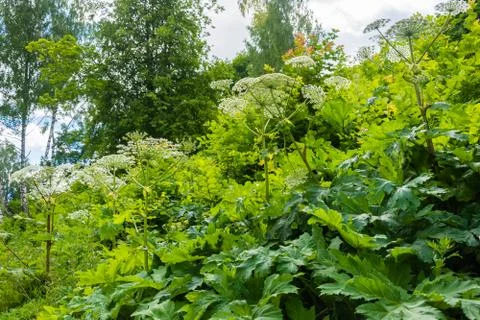 Dense thickets of Hogweed. Stock Photos