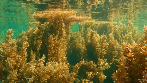 Dense thickets of long brown Sargassum seaweed stretch upward and spreading on Stock Footage 313803587
