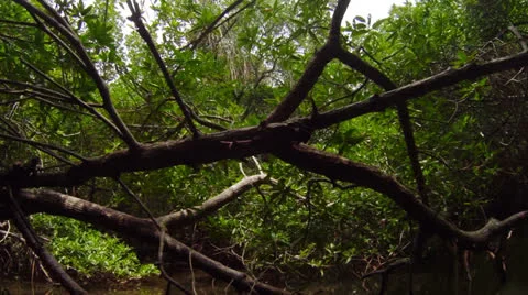Dense thickets of mangrove trees Stock Footage 26021984