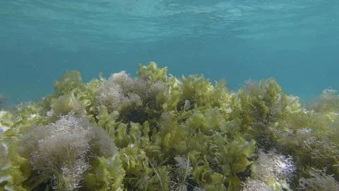 Dense thickets of red algae, brown algae and green seagrass in shallow water  Stock Photos