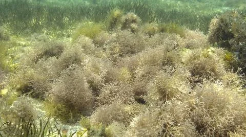 Dense thickets of red algae brown algae and green seagrass in shallow water in Stock Photos