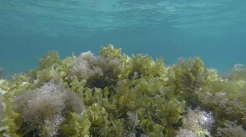 Dense thickets of red algae brown algae and green seagrass in shallow water in Stock Photos