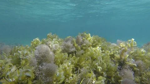 Dense thickets of red algae, brown algae and green seagrass in shallow water  Stock Photos