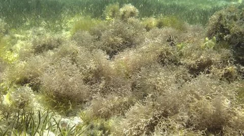 Dense thickets of red algae brown algae and green seagrass in shallow water in Stock Photos