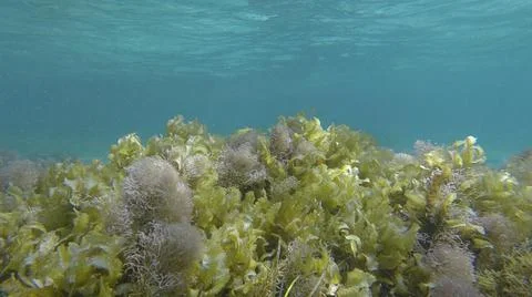 Dense thickets of red algae brown algae and green seagrass in shallow water in Stock Photos