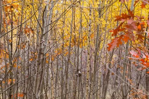 Dense thickets of young deciduous trees, fragment in selective focus Stock Photos