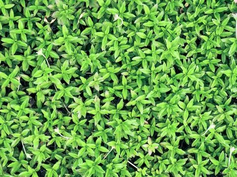 Dense tiny leaves forming seamless pattern. Foto stock