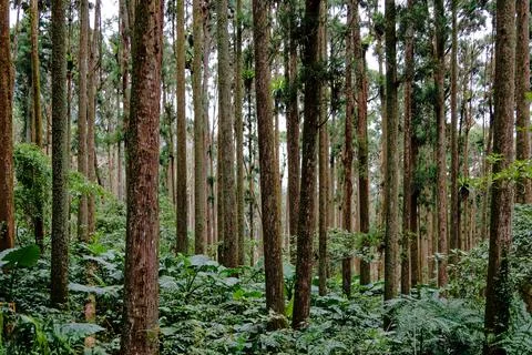 Dense Towering Plantation Forest Inside Xitou Nature Education Area Taiwan Stock-Fotos