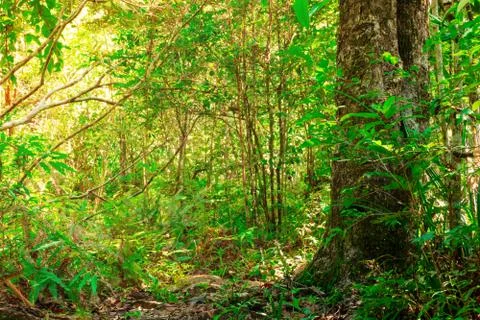The dense of tree and verdant forest of tropical forests in Thailand. Stock Photos