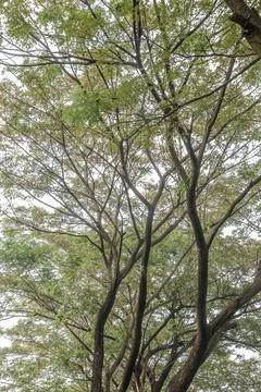 Dense Tree Branch Network with Green Leaves for Nature Background Stock Photos