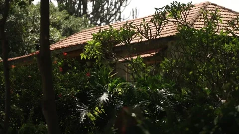 Dense Tree Branches and Green Leaves Kenya Forest Stock Footage 333217262