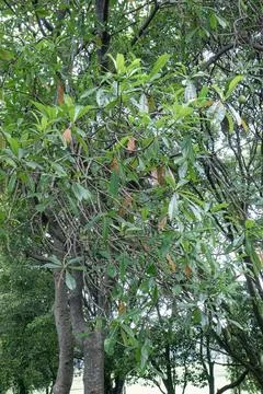 Dense tree branches with green oval shaped foliage Stock Photos