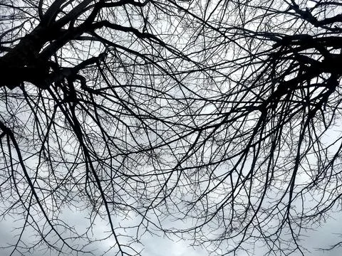 Dense tree branches intertwined, embracing in nature Stock Photos