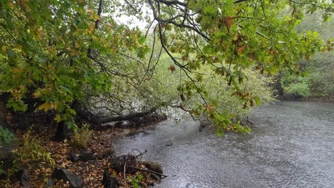 Dense Tree Branches Leaning Over Flowing Forest River In Rain Stock Footage 347975268