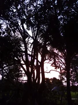 Dense Tree Branches Silhouette in Evening Light 스톡 사진