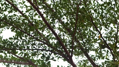 Dense Tree Branches Spread Across Bright White Sky Background Stock Footage 344739186