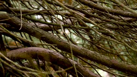 Dense tree branches with thick and thin twigs Video stock 320541196