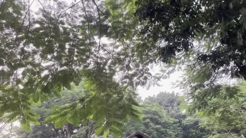 Dense Tree Canopies and Misty White Sky Landscape Background Stock Footage 345526629