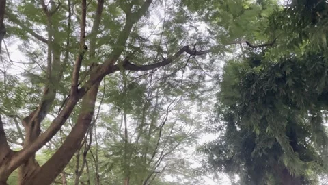 Dense Tree Canopies and White Overcast Sky Landscape Background Stock Footage 345526751