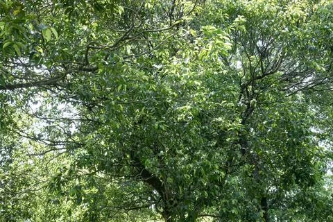 Dense Tree Canopy and Branch Detail for Natural Background Stock Photos