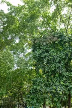 Dense Tree Canopy with Bright Blue Sky Stock Photos