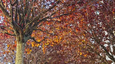Dense tree canopy filled with vibrant red brown and orange autumn leaves on.. Photos