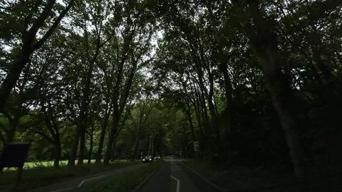 Dense tree canopy forms shaded tunnel over narrow country road with cars moving 스톡 사진