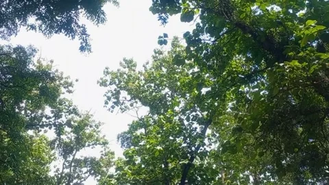 Dense tree canopy frames with moving leaves in the daylight. 004A Stock Footage 342790473