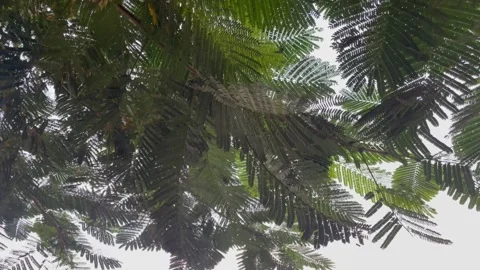Dense Tree Canopy with Green Fern-like Leaves Against Bright Sky 库存影片 345980077