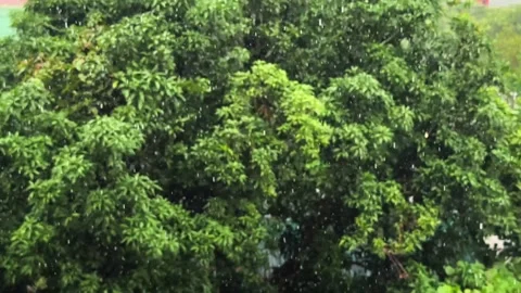 Dense Tree Canopy with heavy Rain Droplets Falling down in foreground Video stock 344831278