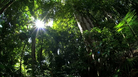 Dense tree canopy with sun flare in tropical rainforest of Daintree National Stock Footage