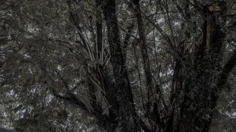 Dense Tree Canopy with Thick Branches Fotos Stock