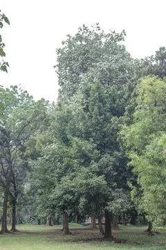 Dense tree canopy in a tropical forest park setting Stock Photos