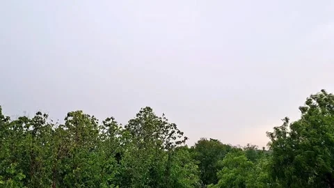 Dense Tree Canopy Under Wide Bright Sky Vídeo Stock 336036884