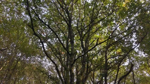 Dense Tree Canopy At The Wild Forest. Low Angle Shot Stock Footage 321187553