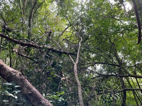 Dense tree coverage in the forest Stock Photos