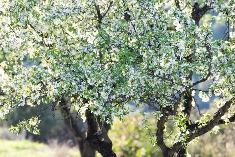 Dense Tree Crown Covered in White Flowers in Bright Fotos Stock