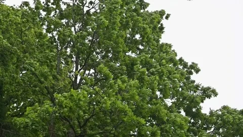 A dense tree fills the frame with numerous green leaves moving gently in the Stock Footage 339024506