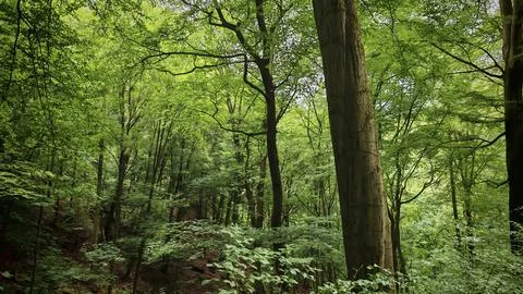Dense tree landscape in a peaceful forest, hiking in spring, Bad Blankenburg, Stock Photos