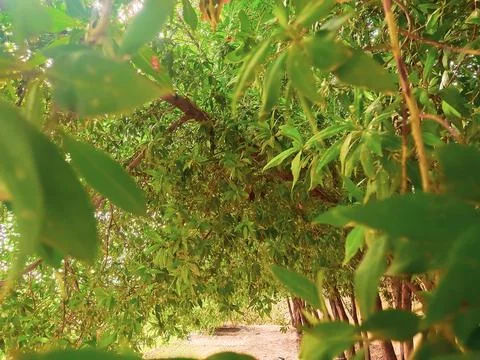 Dense tree leaves, Nature stock footage Stock Photos