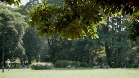 Dense Tree Leaves in a Park Stock Footage 209392754