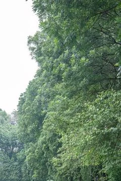 Dense tree line edge featuring green foliage and small flowers.. Stock Photos