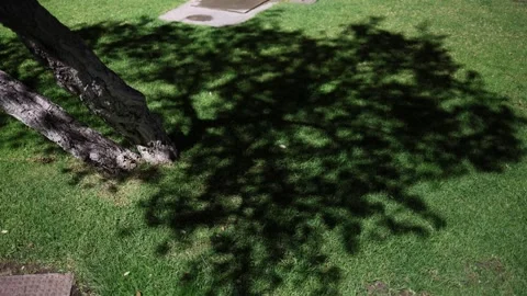 Dense tree shadow across grass at night Stock Footage 328969023